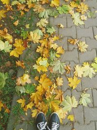 Low section of person standing on yellow autumn leaves