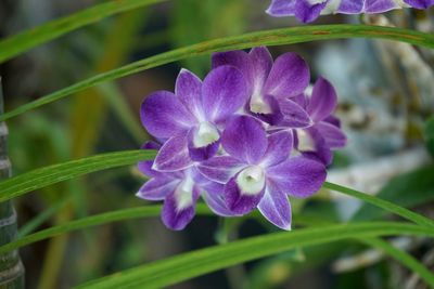 Close-up of purple flowering plant leaves