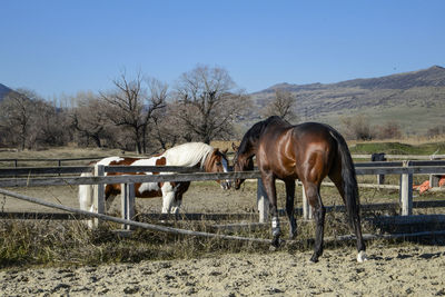 Horse standing on field against clear sky