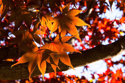 Close-up of maple leaves on tree