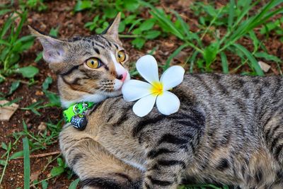 High angle view of a cat on field