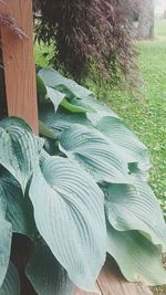 Close-up of fresh green plant