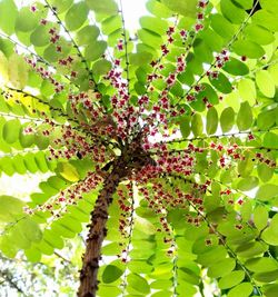 Close-up of flower tree