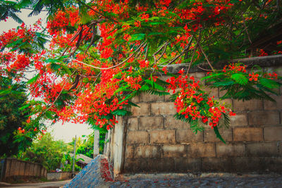 Red flowering plants by wall during autumn