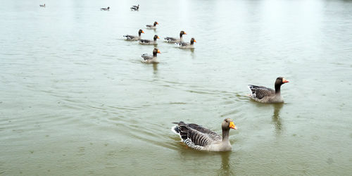 High angle view of mallard ducks swimming in lake