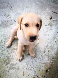 Close-up portrait of puppy