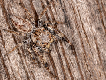 Close-up of spider on wood