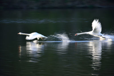 Swans taking off over lake
