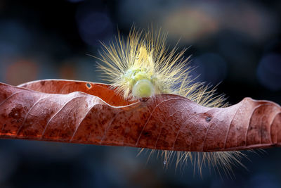 Exotic detail of yellow caterpillar with natural dark background