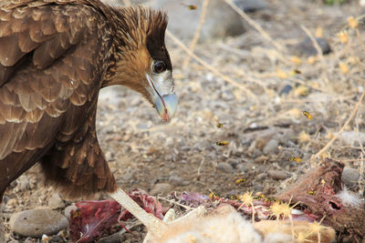 Close-up of a bird on field