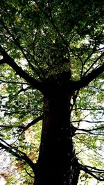 Low angle view of tree in forest against sky