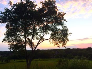 Silhouette of tree at sunset