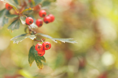 Close-up of red berries on tree