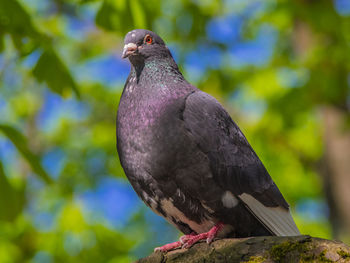 Close-up of bird perching outdoors