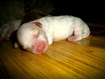 Close-up of dog sleeping on wood