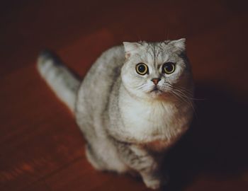 High angle portrait of cat at home