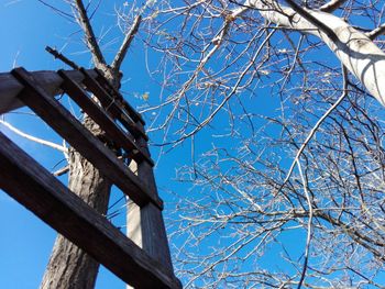 Low angle view of bare tree against blue sky