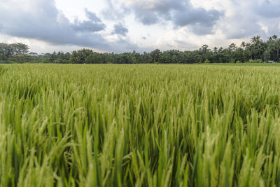 Scenic view of agricultural field against sky