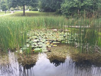 Scenic view of lake