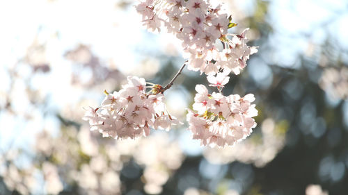 Close-up of pink cherry blossom tree