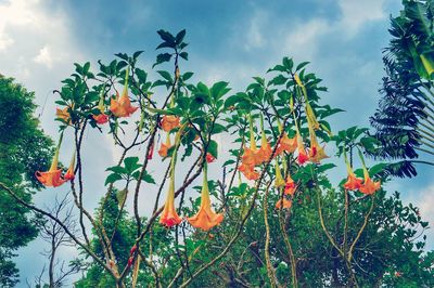 Low angle view of fruits on tree against sky