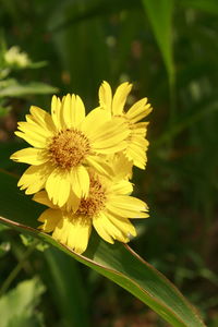 Close-up of yellow flower blooming outdoors