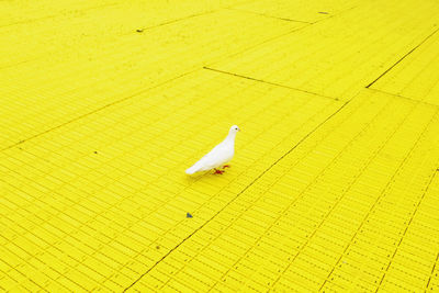 High angle view of bird on floor