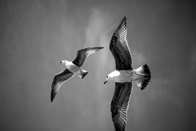 Low angle view of bird flying against clear sky