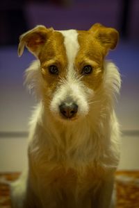 Portrait of a jack russel terrier