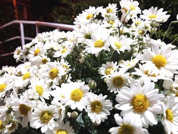 Close-up of white daisy flowers