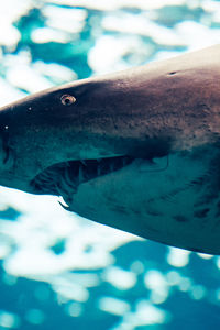 Close-up of fish swimming in sea