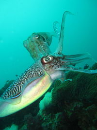 Close-up of fish swimming in sea