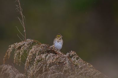 Close-up of bird perching on rock