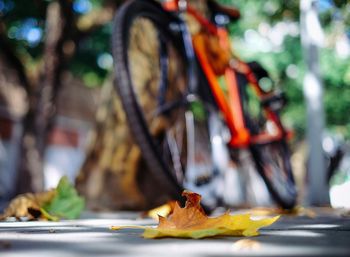 Leaf on footpath