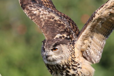 Close-up portrait of owl