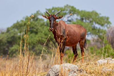 Tsessebe on a rock in botswana