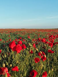 Red poppies on field against sky