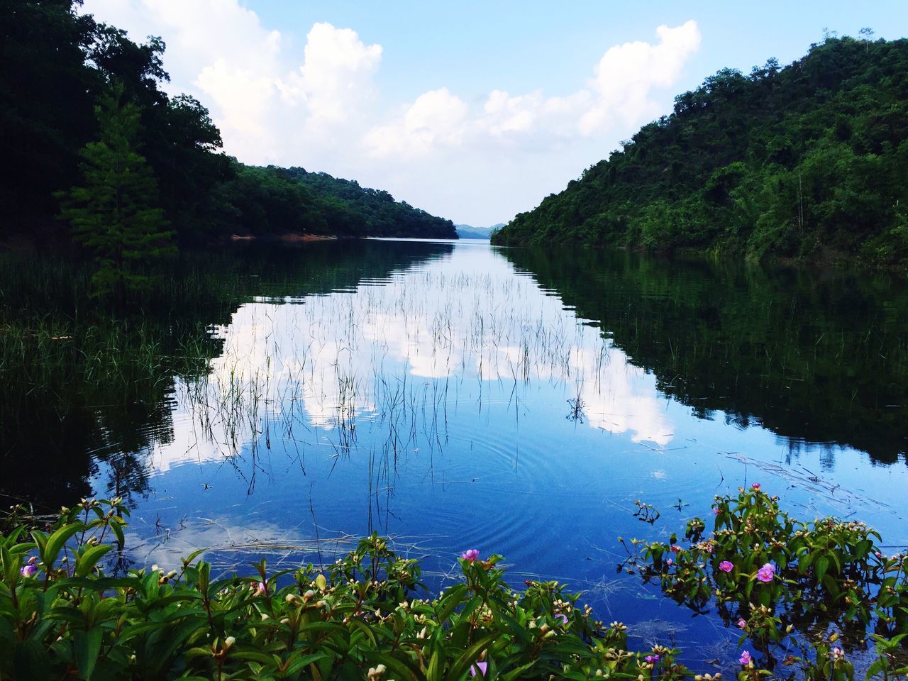 REFLECTION OF TREES ON WATER