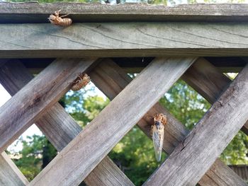 Low angle view of lizard on wooden fence