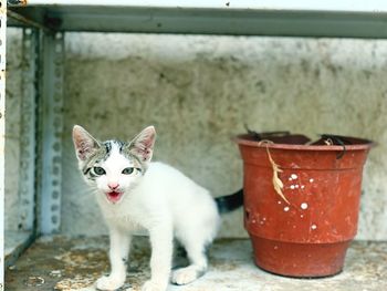 Portrait of cat by potted plant