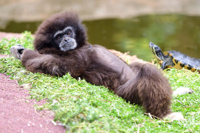 Portrait of a gibbon relaxing by the waters edge 