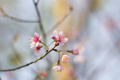 Close-up of pink cherry blossom