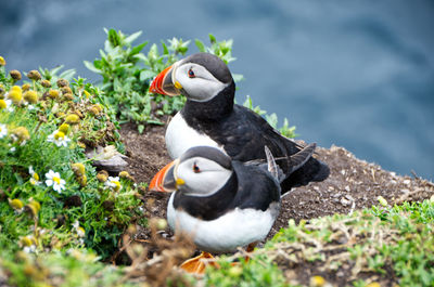 View of two puffins on rock amidst plants