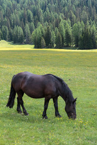 Side view of a horse on field