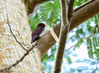 Low angle view of bird perching on tree