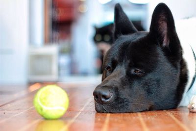 Close-up of a dog resting on tiled floor