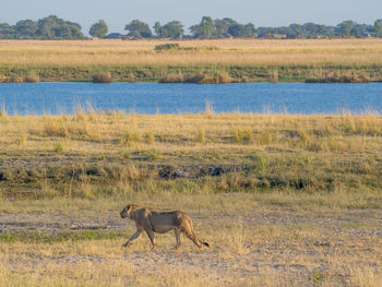 Lion walking in front of chobe river at chobe river national park, botswana