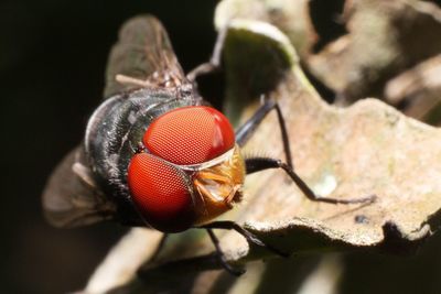 Close-up of insect on leaf