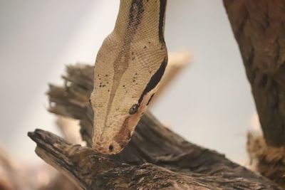 Close-up of snake on tree trunk