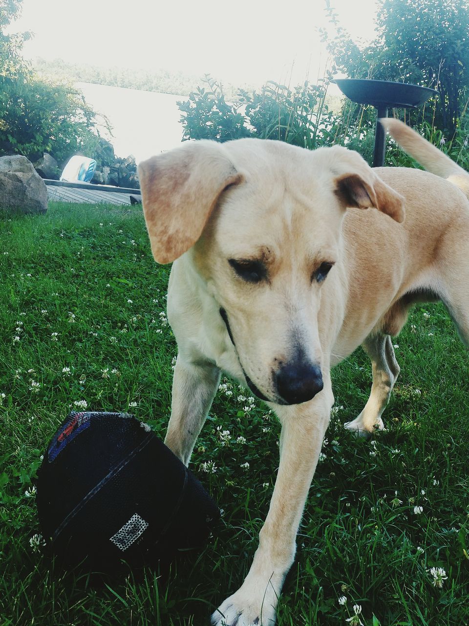 domestic animals, pets, mammal, dog, animal themes, one animal, grass, field, day, pet collar, relaxation, sunlight, no people, animal head, front or back yard, close-up, outdoors, grassy, plant, tree